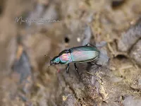 Koperen kielspriet [Poecilus cupreus]